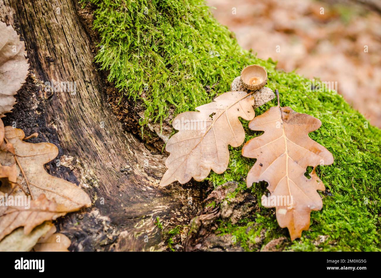 Vue sur la forêt de la montagne Fruska Gora près de Novi Sad en automne. Les glands dans la nature de la forêt laissent l'arrière-plan de chêne d'érable à l'extérieur de l'automne. Banque D'Images