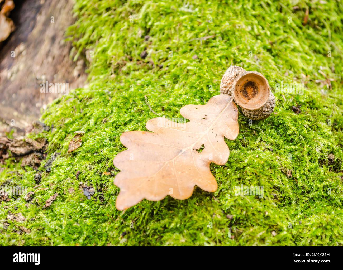 Vue sur la forêt de la montagne Fruska Gora près de Novi Sad en automne. Les glands dans la nature de la forêt laissent l'arrière-plan de chêne d'érable à l'extérieur de l'automne. Banque D'Images
