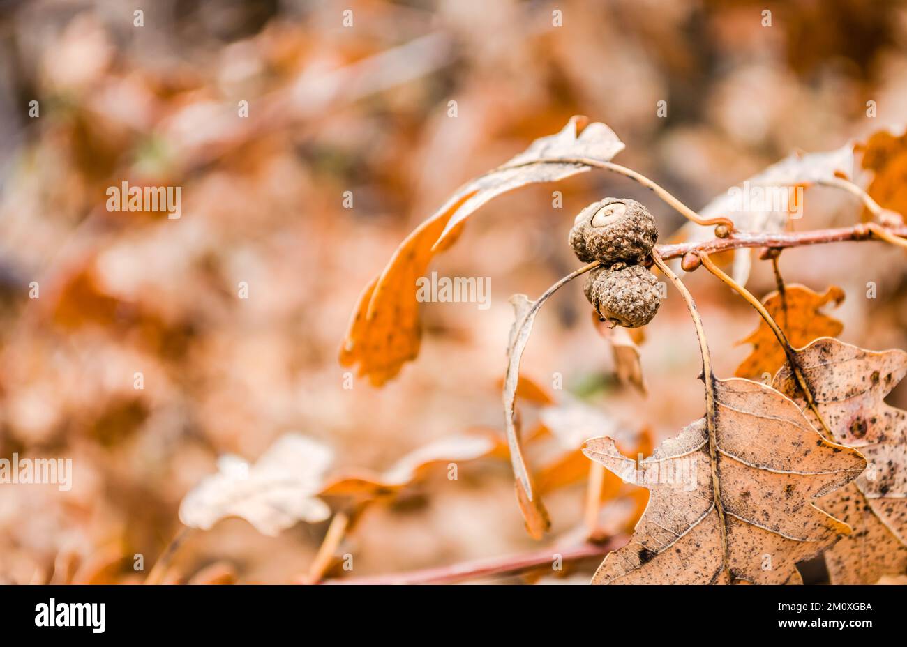 Gros plan acorns fruits dans l'arbre à noix de chêne sur fond vert flou. Banque D'Images