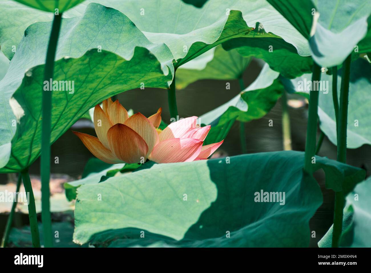 Une fleur de lotus sacrée rose jaunâtre entre les feuilles d'oreille d'éléphant vert luxuriant Banque D'Images Une fleur de lotus sacrée rose jaunâtre entre les feuilles d'oreille d'éléphant vert luxuriant Banque D'Images