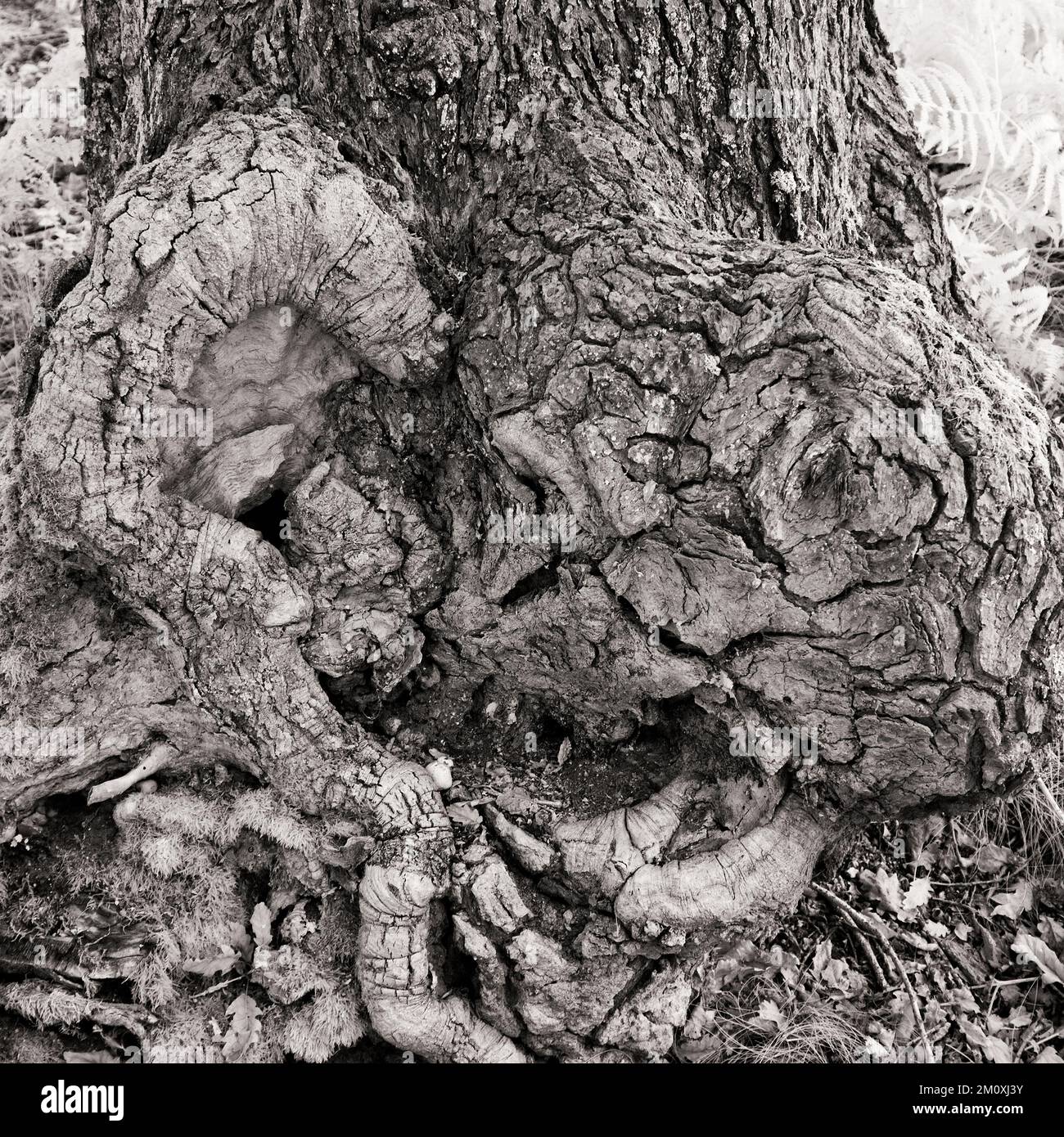 Image infrarouge noir et blanc d'un animal dans un bois de chêne ancien