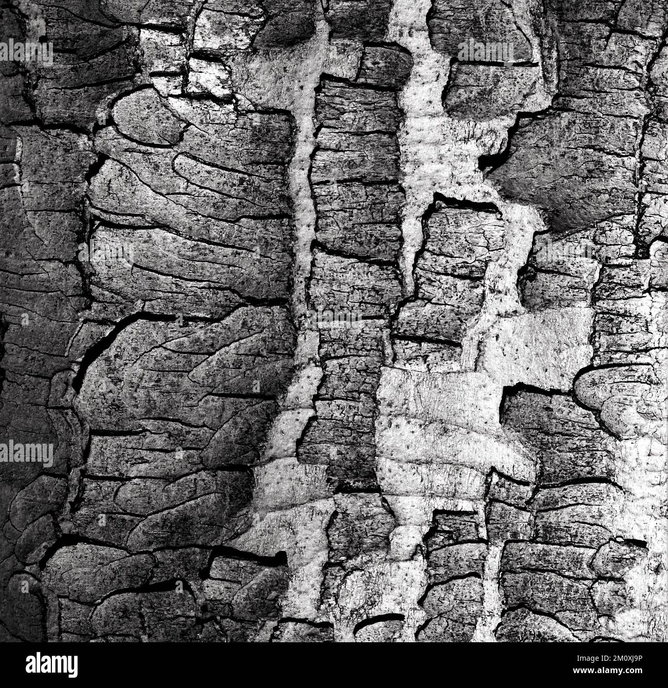 Images artistiques en noir et blanc de détails naturels de gros plan des imperfections de l'arbre Beech Banque D'Images