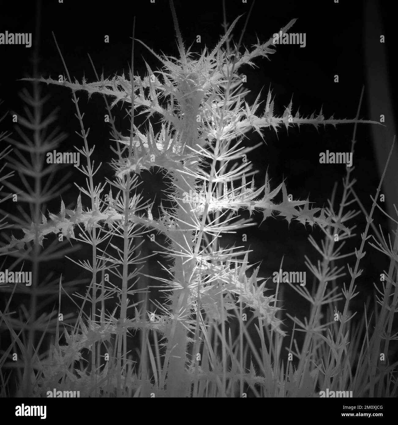 Photographie en noir et blanc de chardon sauvage au bord d'un étang forestier sur Cannock Chase AONB zone de beauté naturelle exceptionnelle Banque D'Images