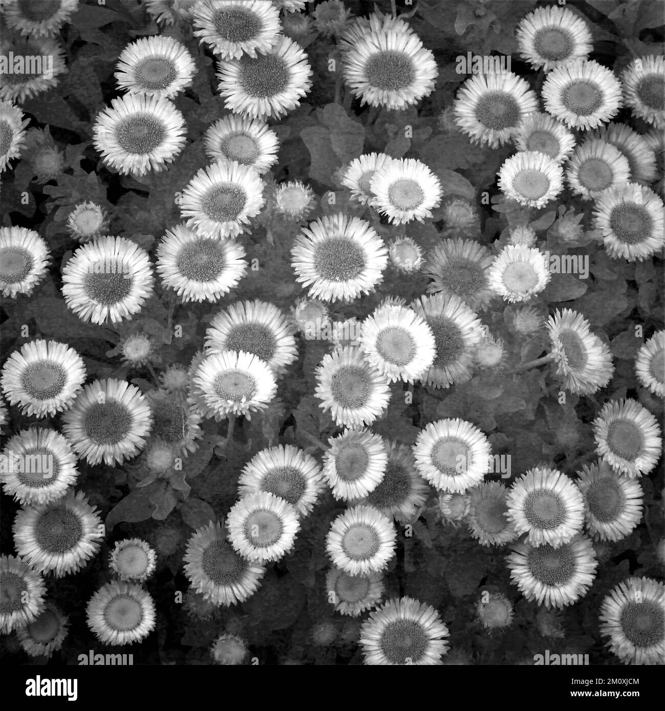 Résumé Impressionnisme de la photographie infrarouge couleur discrète de la fleur d'Erigeron de plantes cultivées prises dans le jardin de High Meadow. Banque D'Images