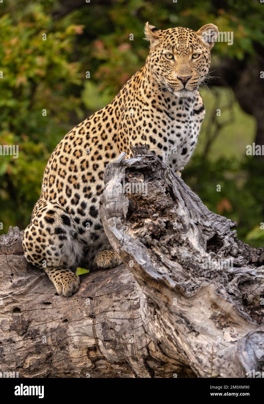 Femme léopard marche dans son territoire Afrique du Sud Banque D'Images