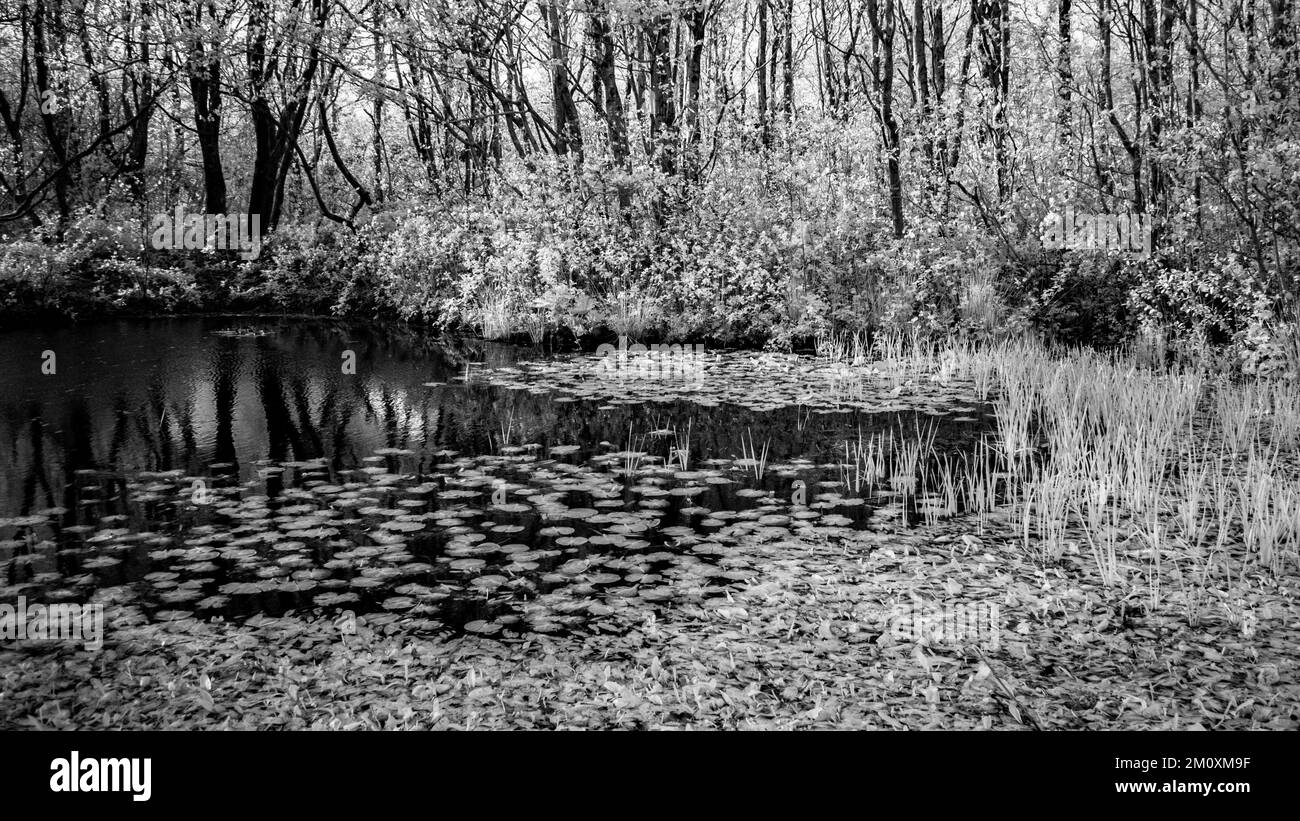 Photographie d'art boisé baigné dans une belle lumière de fin de soirée avec des images d'arbres en noir et blanc, une prise d'art de la nature en été, Banque D'Images