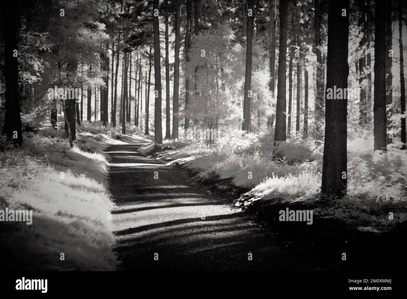 Photo infrarouge de la forêt de Cannock Chase dans une région d'une beauté naturelle exceptionnelle Banque D'Images