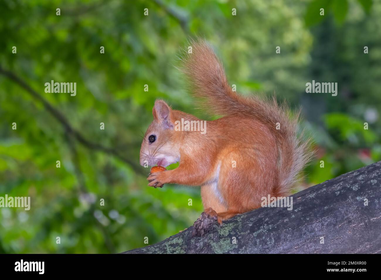 Le jeune écureuil est assis sur un arbre en été. Un jeune écureuil beau et aux cheveux rouges est assis sur une branche d'arbre en été. Écureuil rouge eurasien, Sciurus vulgari Banque D'Images