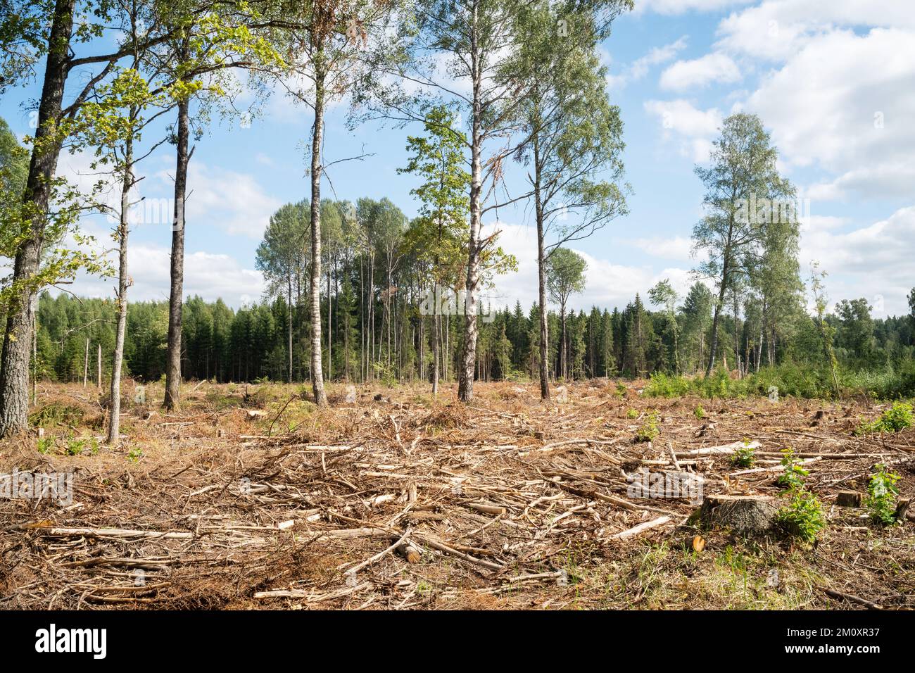 Une nouvelle zone de coupe claire avec quelques arbres debout laissés en Lettonie estivale, en Europe Banque D'Images