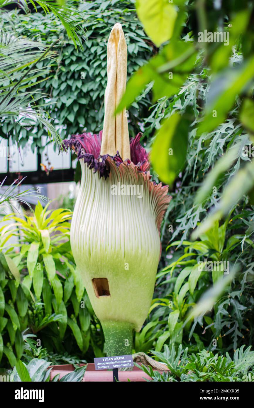 Près de Titan Arum cadavse Flower à Longwood Gardens Banque D'Images