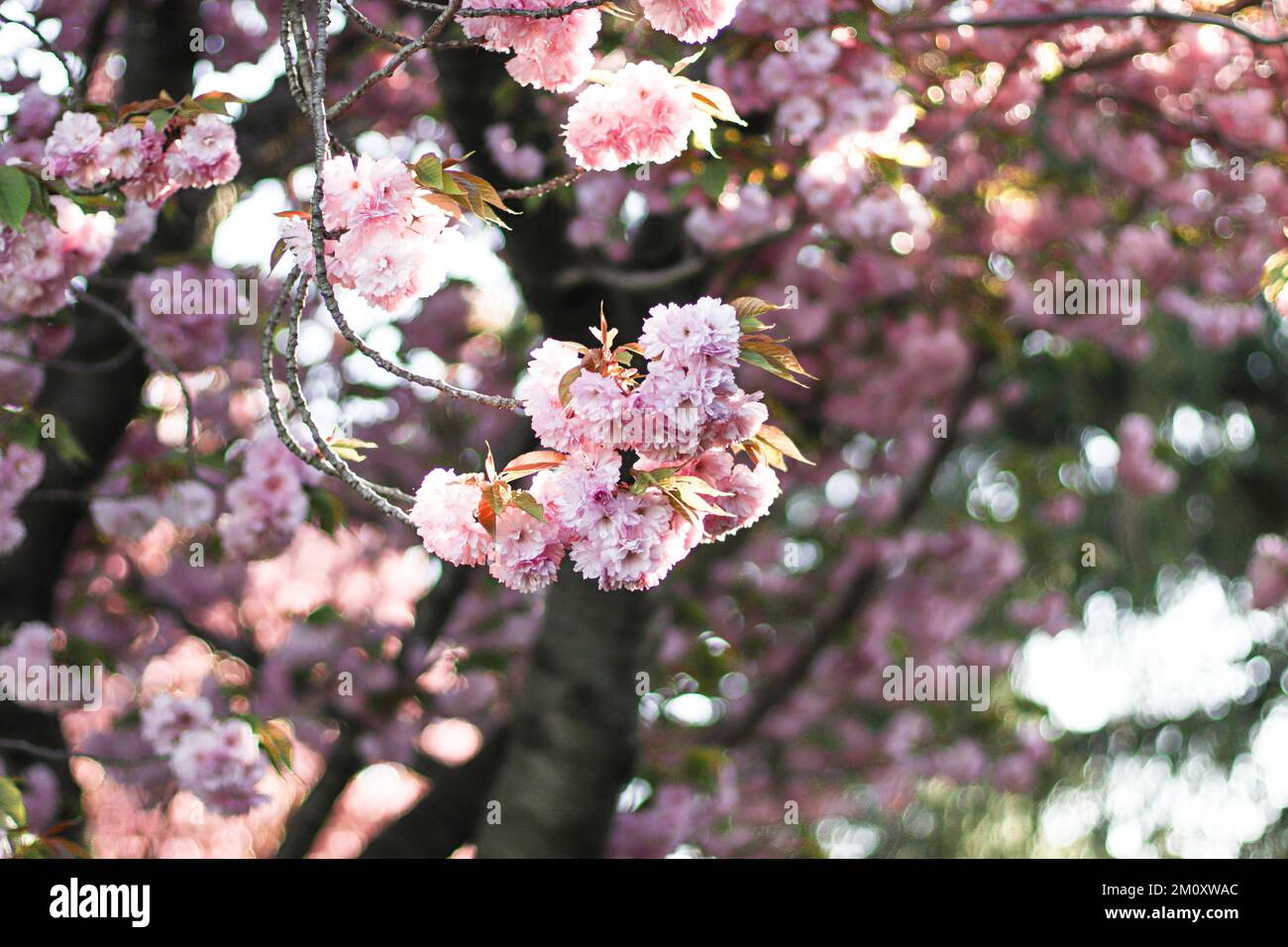 Photo macro de fleurs de cerisier rose Banque D'Images