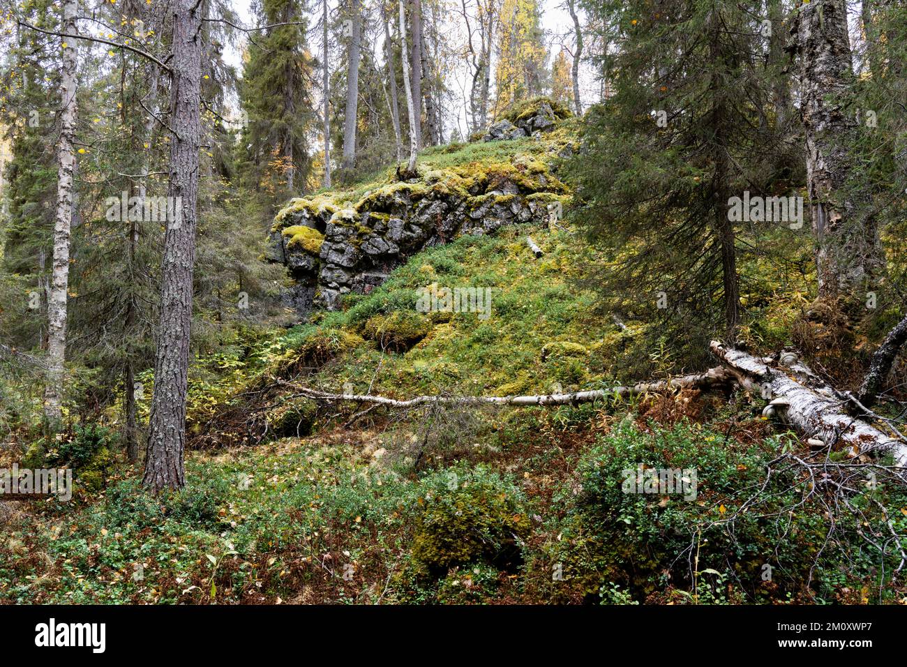 Une vieille forêt automnale avec une falaise en arrière-plan dans le parc national d'Oulanka, dans le nord de la Finlande Banque D'Images