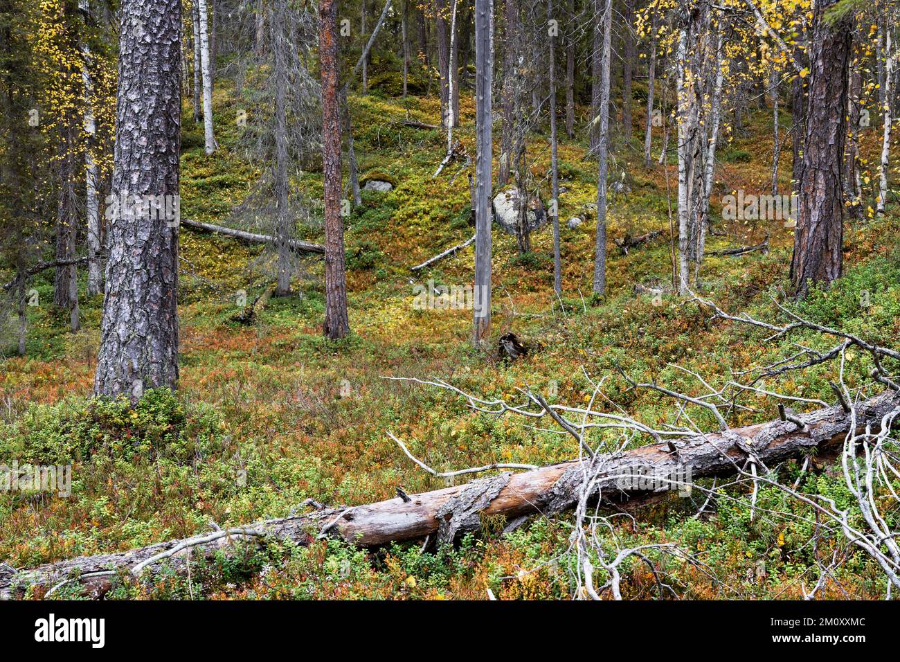 Un vieux bois d'automne avec bois mort sur le sol de la forêt dans le parc national d'Oulanka, dans le nord de la Finlande Banque D'Images