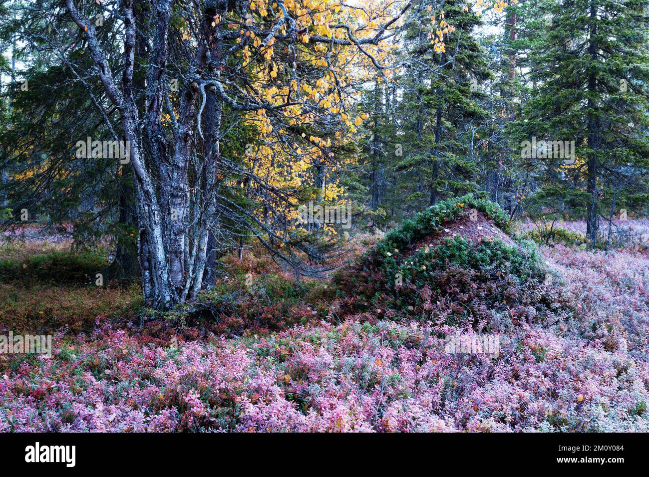 Un matin d'automne froid et croustillant dans une forêt avec anthill dans le parc national de Salla, dans le nord de la Finlande Banque D'Images