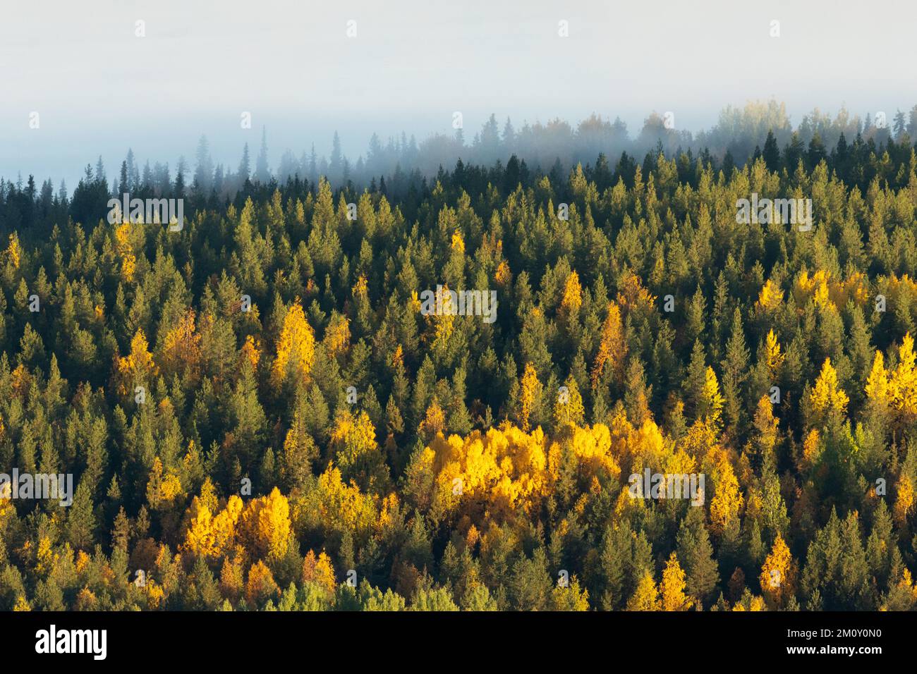 Photo en grand angle d'une forêt de taïga colorée le matin d'une matinée brumeuse dans le parc national de Salla, dans le nord de la Finlande Banque D'Images