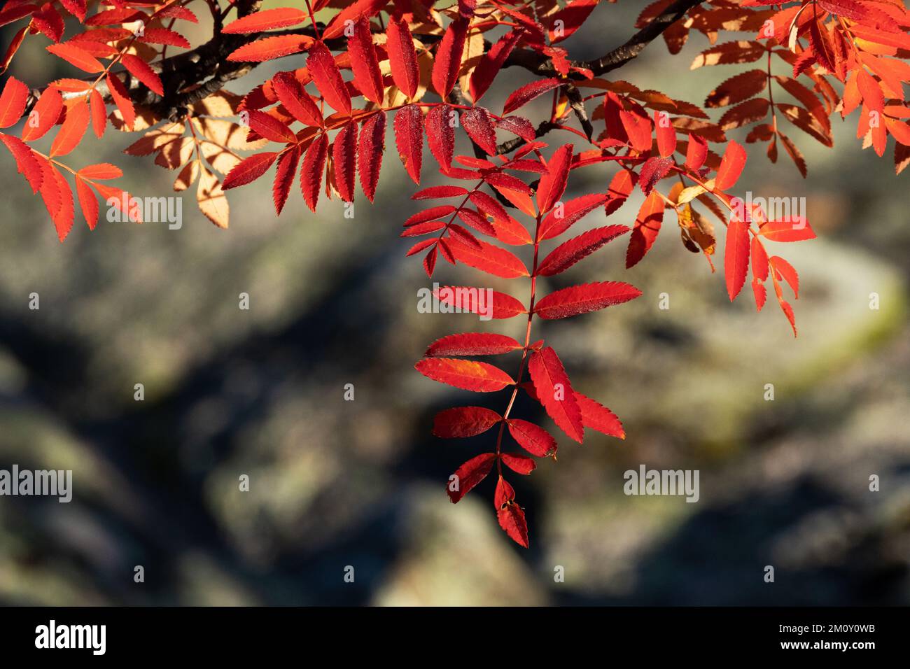 Superbes feuilles de Rowan rouge vif pendant le feuillage d'automne dans le parc national de Salla, dans le nord de la Finlande Banque D'Images