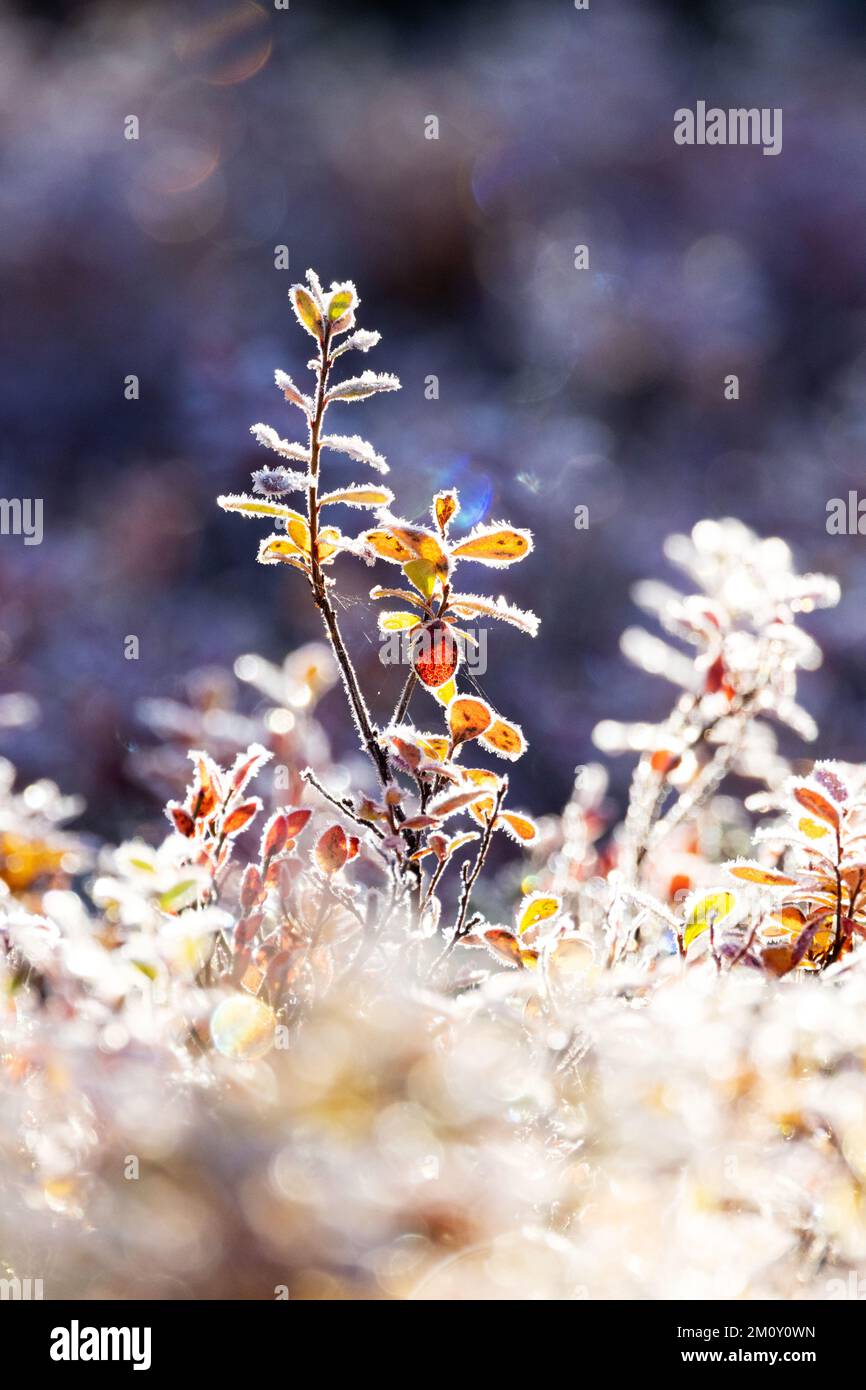 Des feuilles de myrtille de la grenouille se trouvent dans le parc national de Salla, dans le nord de la Finlande, au cours d'une matinée d'automne froide Banque D'Images