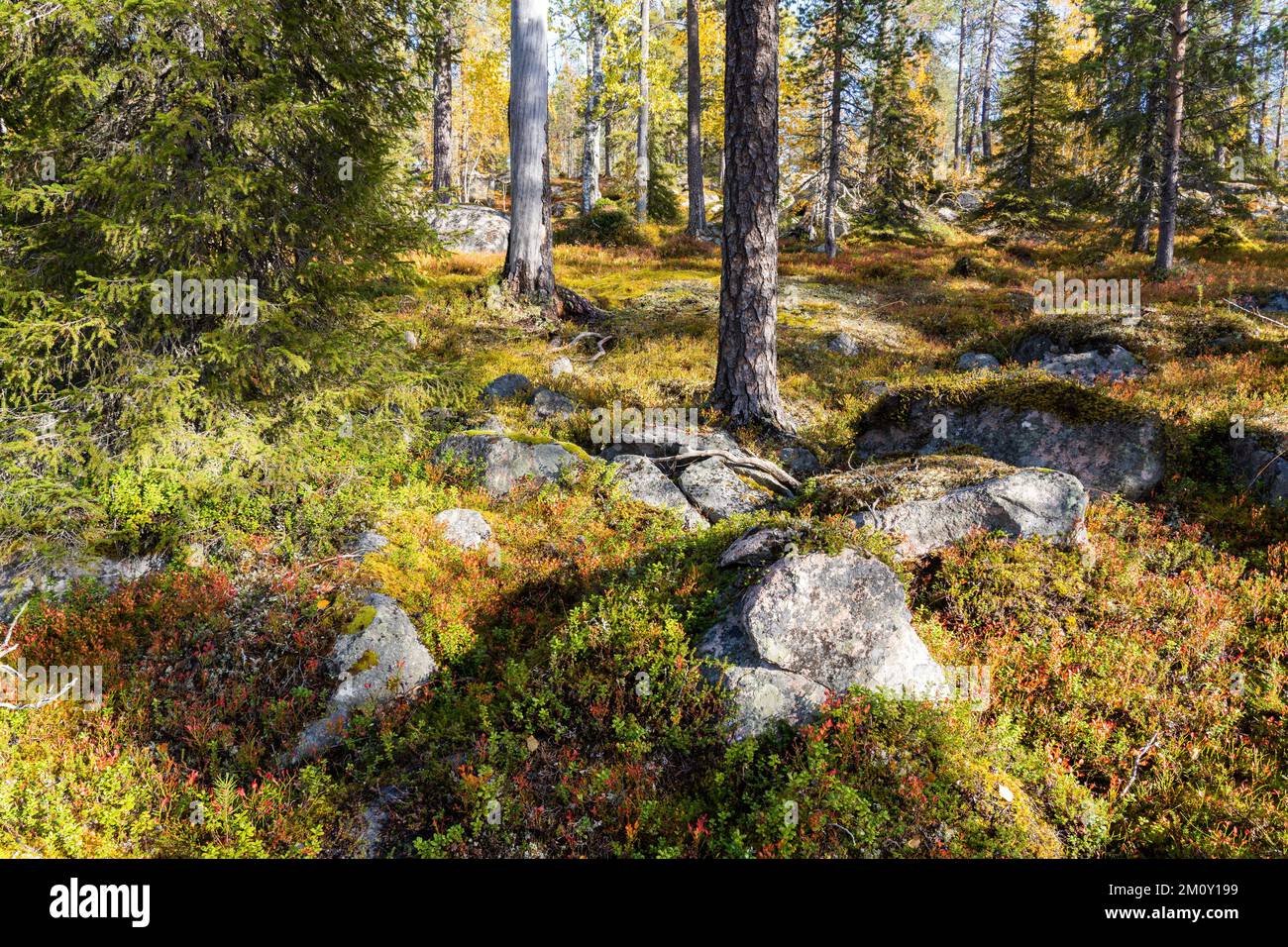 Vue sur une vieille forêt automnale dans le parc national de Salla, dans le nord de la Finlande Banque D'Images