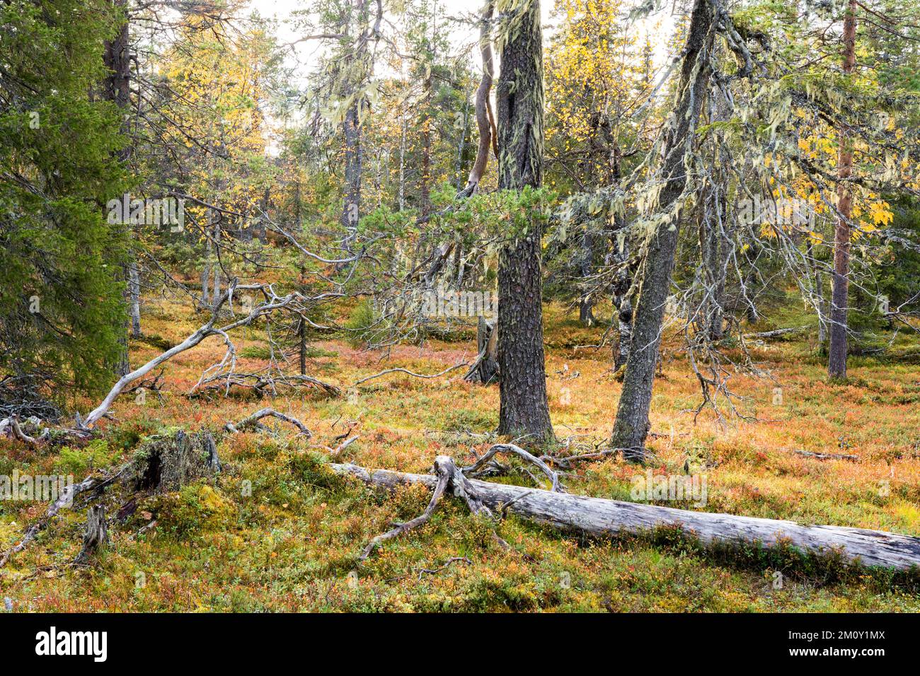 Forêt de taïga d'automne avec un peu de bois mort sur le sol de la forêt dans le parc national de Salla, dans le nord de la Finlande Banque D'Images