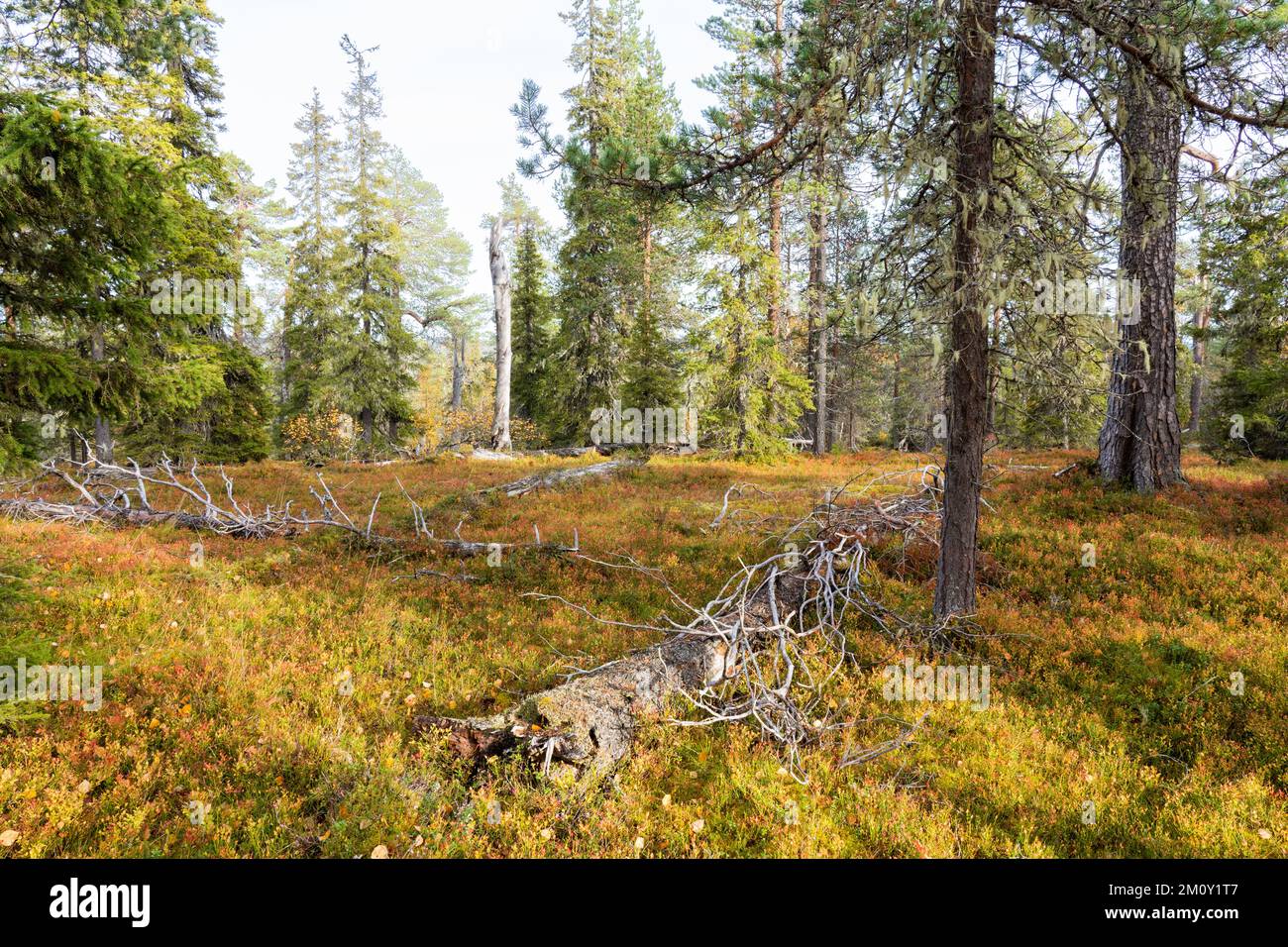 Forêt de taïga d'automne avec un peu de bois mort sur le sol de la forêt dans le parc national de Salla, dans le nord de la Finlande Banque D'Images