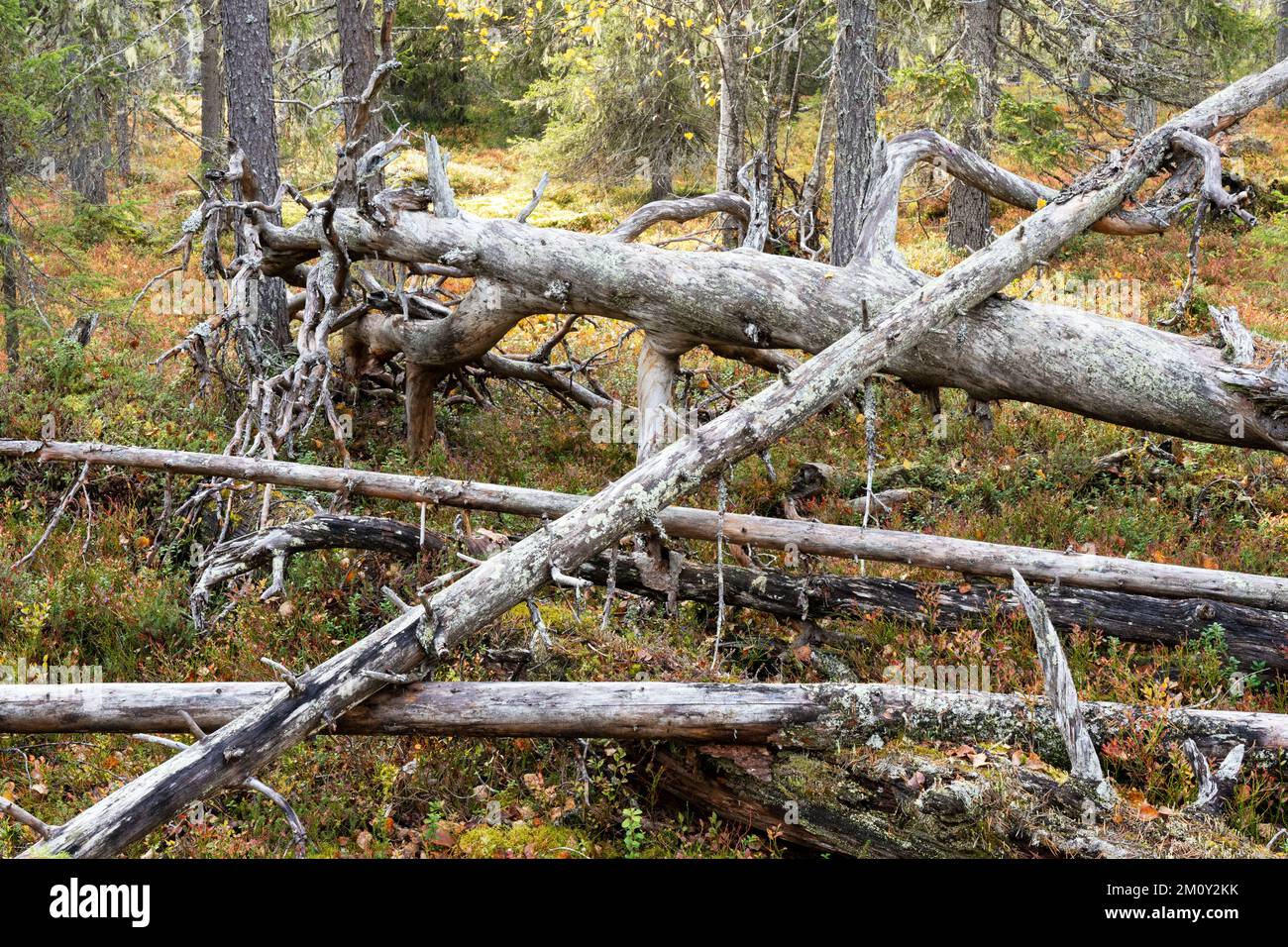 Vieux bois mort dans une forêt de taïga automnale dans le parc national de Salla, dans le nord de la Finlande Banque D'Images