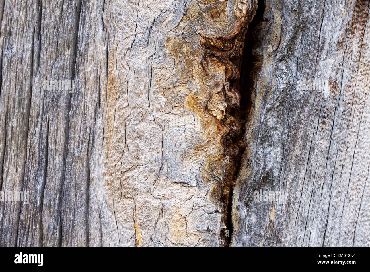 Motif d'un vieux tronc de pin mort dans le parc national Urho Kekkonen, dans le nord de la Finlande Banque D'Images