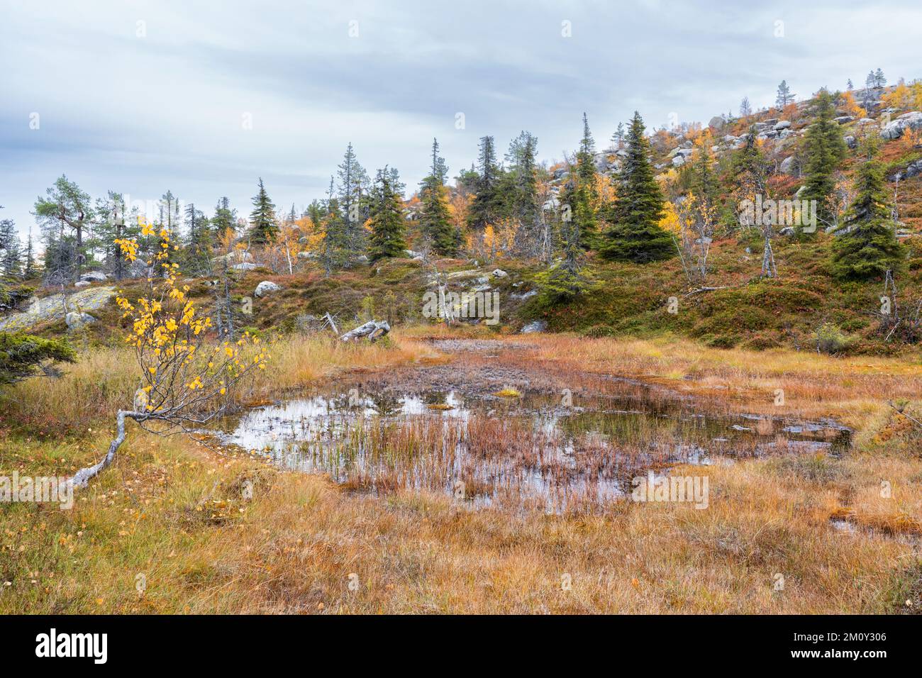 La pente s'emire un jour d'automne à Ruuhitunturi dans le parc national de Salla, dans le nord de la Finlande Banque D'Images