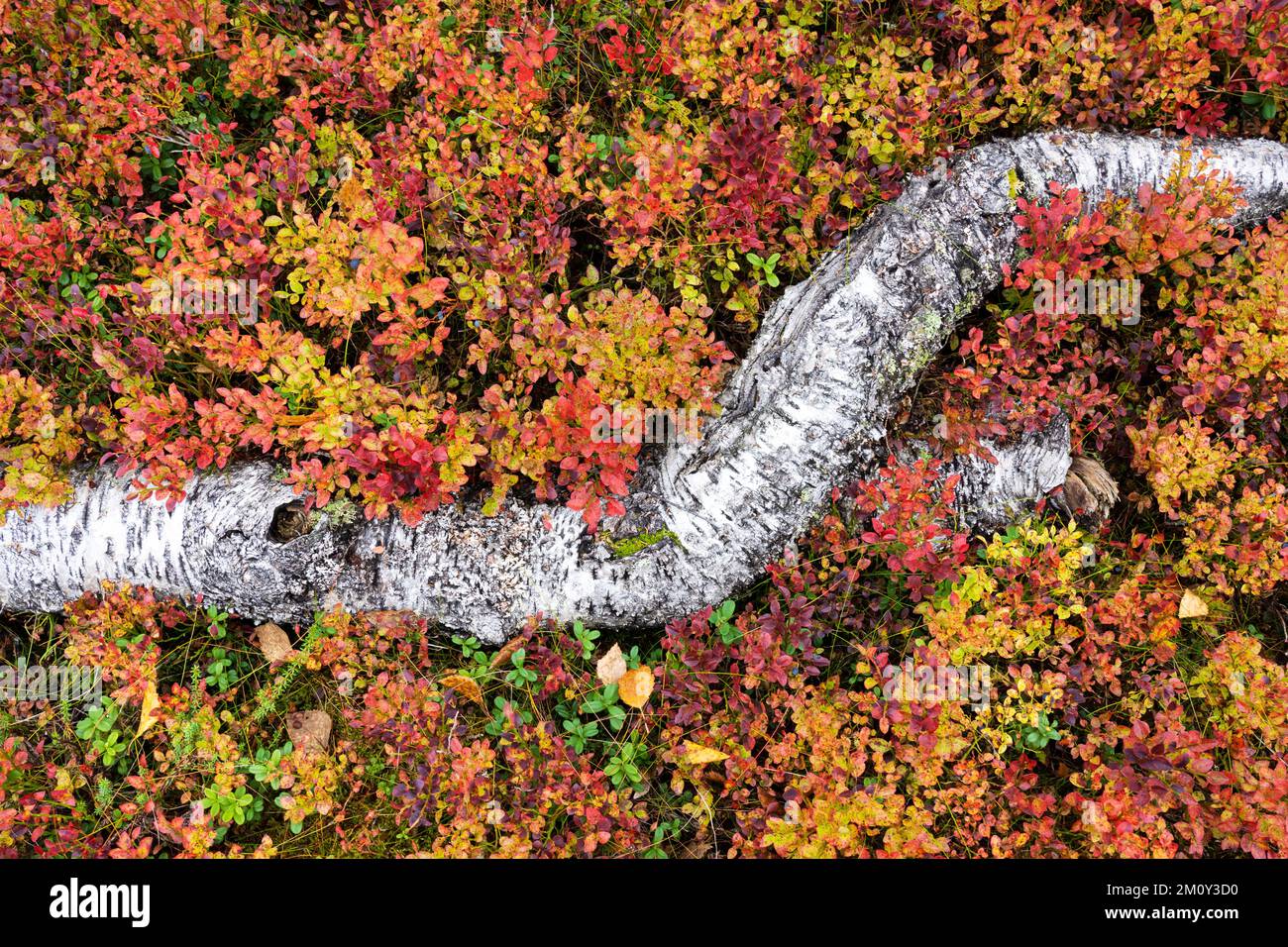 Un bois de bouleau mort au milieu d'arbustes colorés pendant le feuillage d'automne dans le parc national de Riisitunturi, dans le nord de la Finlande Banque D'Images