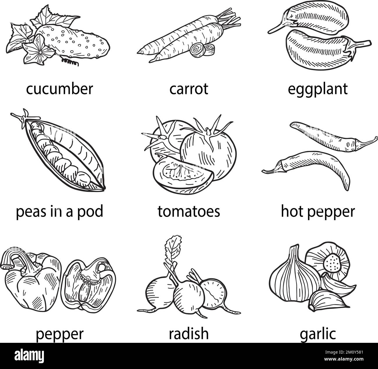 Illustration vectorielle dessinée à la main d'un ensemble de légumes. Illustration de Vecteur