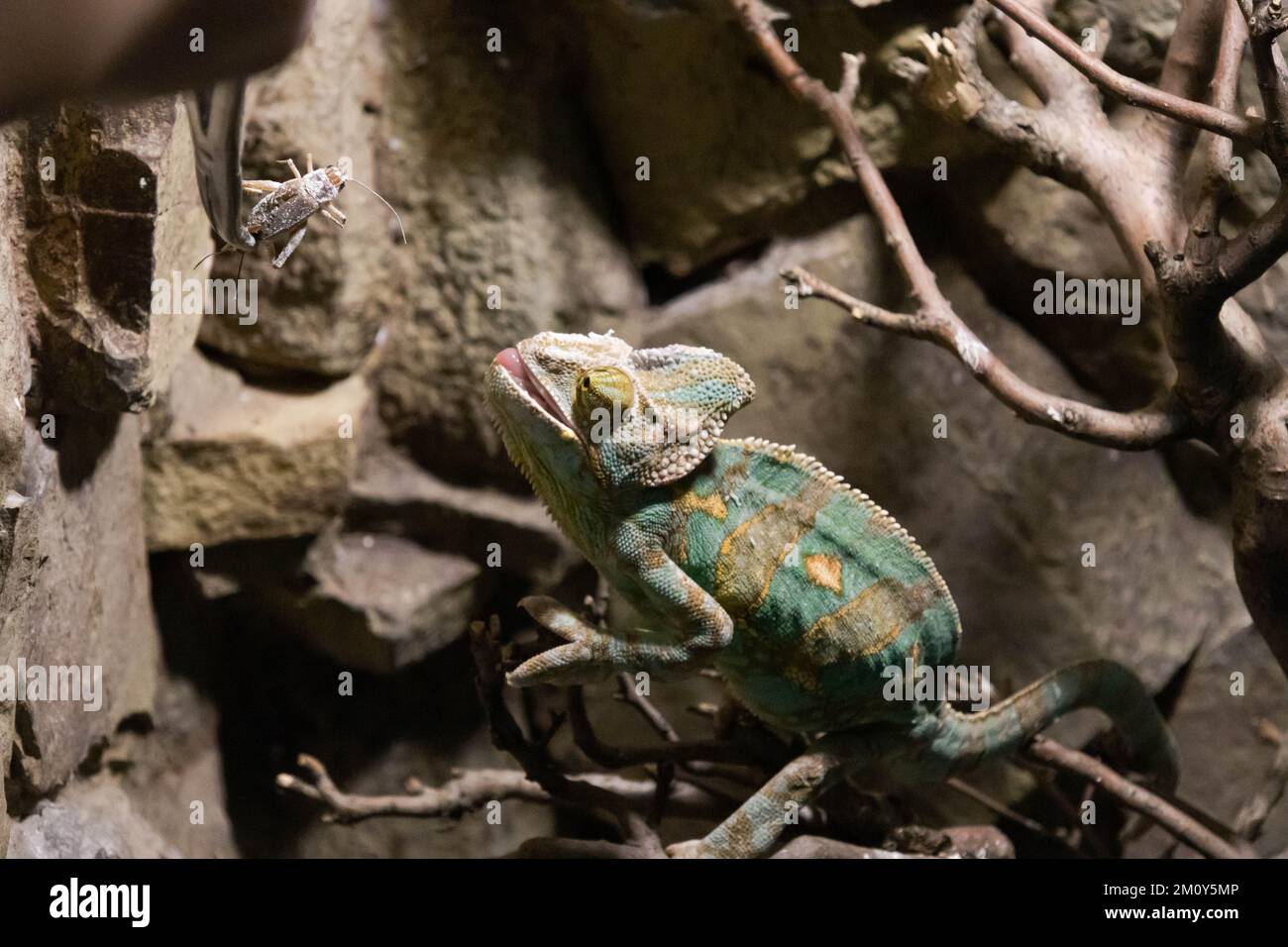 Le caméléon est alimenté avec des pinces dans le terrarium Banque D'Images