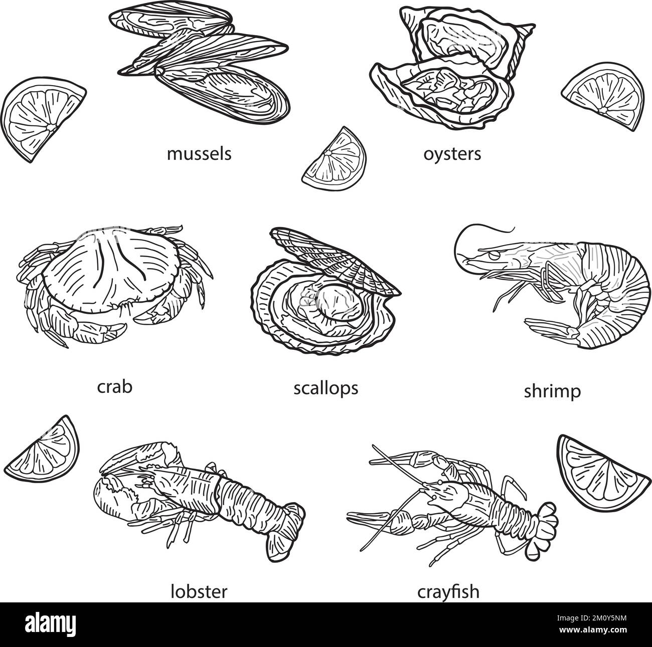 Ensemble de fruits de mer sur fond blanc, illustration vectorielle dessinée à la main. Illustration de Vecteur