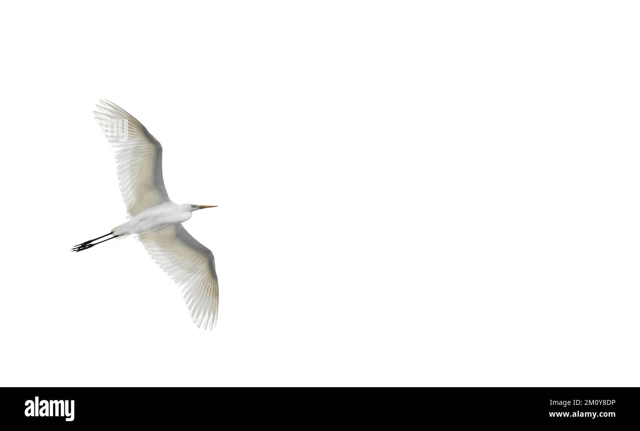 Un grand égret blanc volant , étendant ses ailes, ciel blanc, minimalisme, clé haute, copier l'espace Banque D'Images