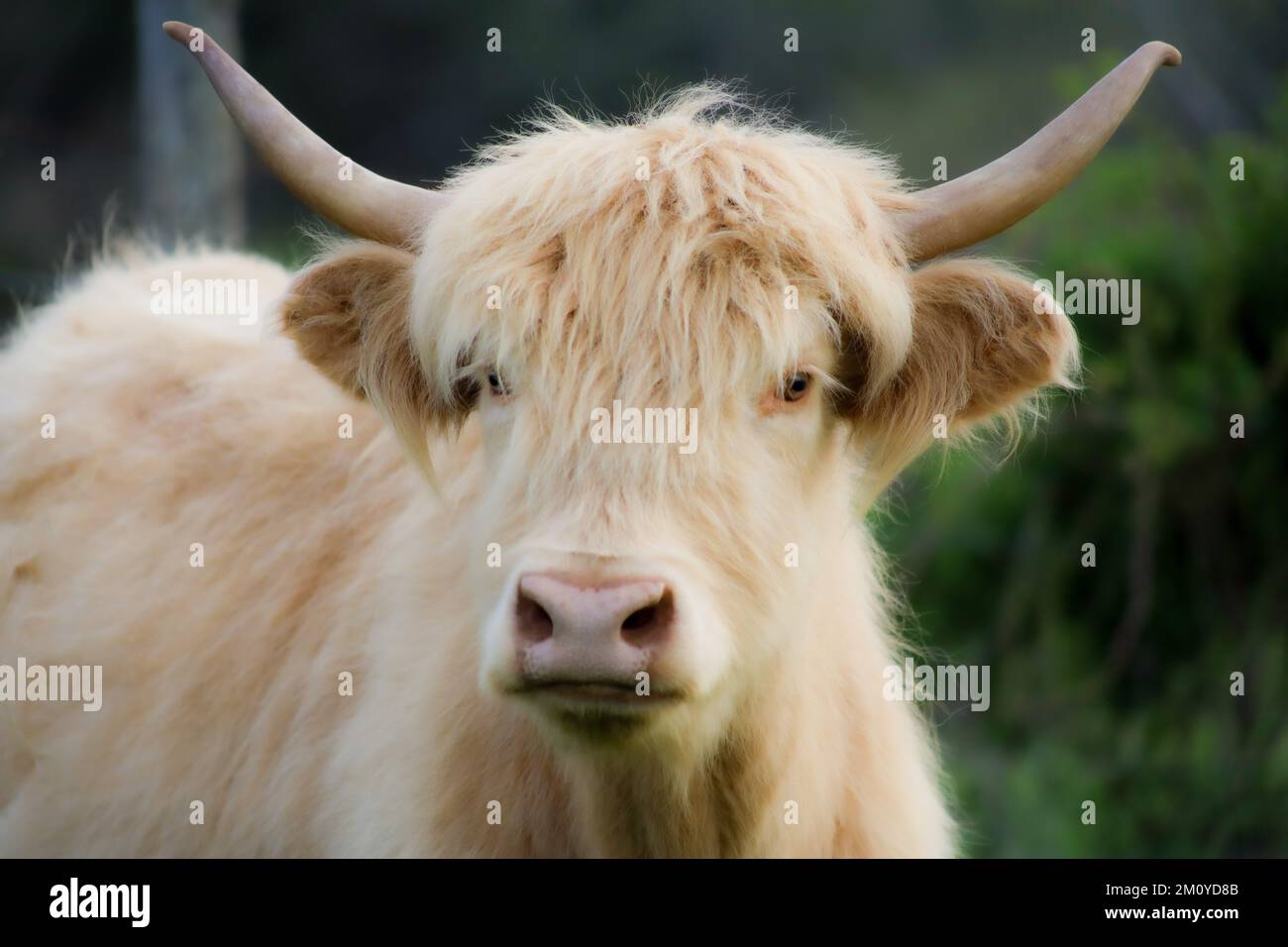 Animaux sur une ferme vaches, chèvres, chevaux etc Banque D'Images