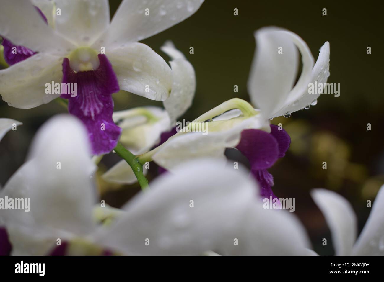 Belle orchidée tigre fleurs dans la cour de la maison. Aussi appelé orchidée géante, orchidée tigre, orchidée de canne ou orchidée reine. Banque D'Images