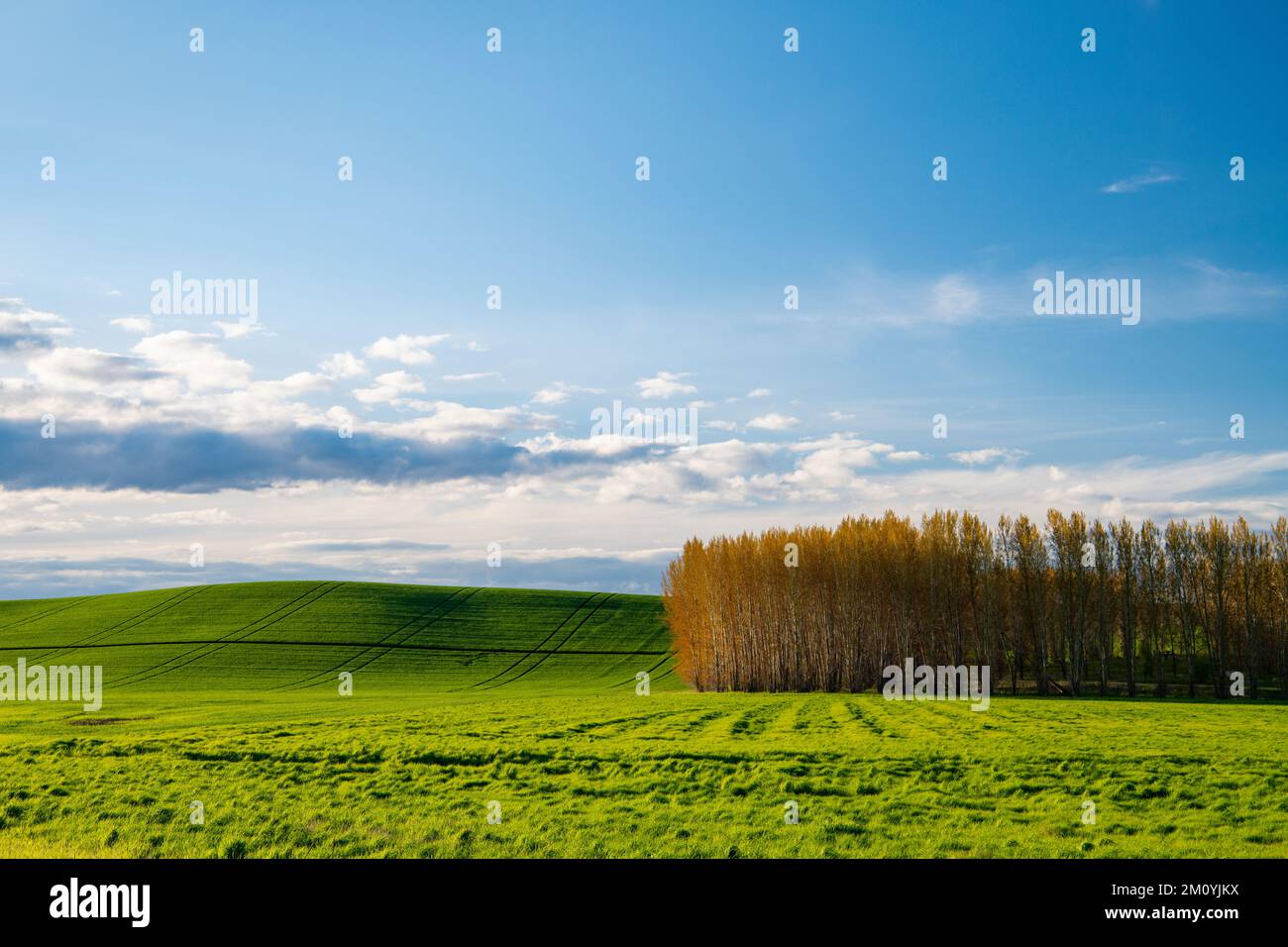 Paysage printanier de champs herbeux vert vif et d'un stand de peupliers lombardes à Palouse Hills, Washington Banque D'Images