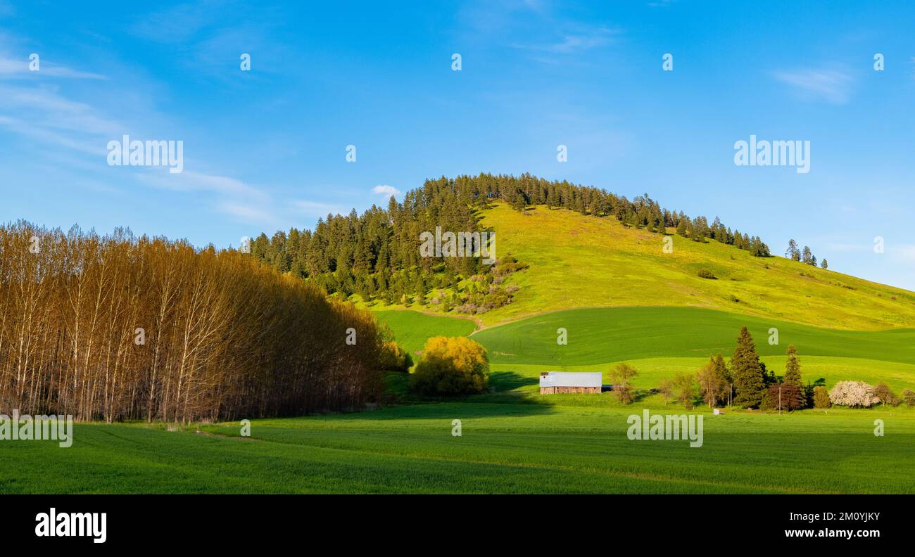 La lumière du soleil couchant illumine une ferme et des champs verts dans les collines de Palouse de Washington, États-Unis Banque D'Images