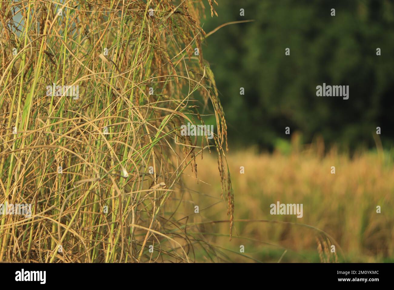 gros plan des épis de riz dans le champ de riz Photo Stock - Alamy