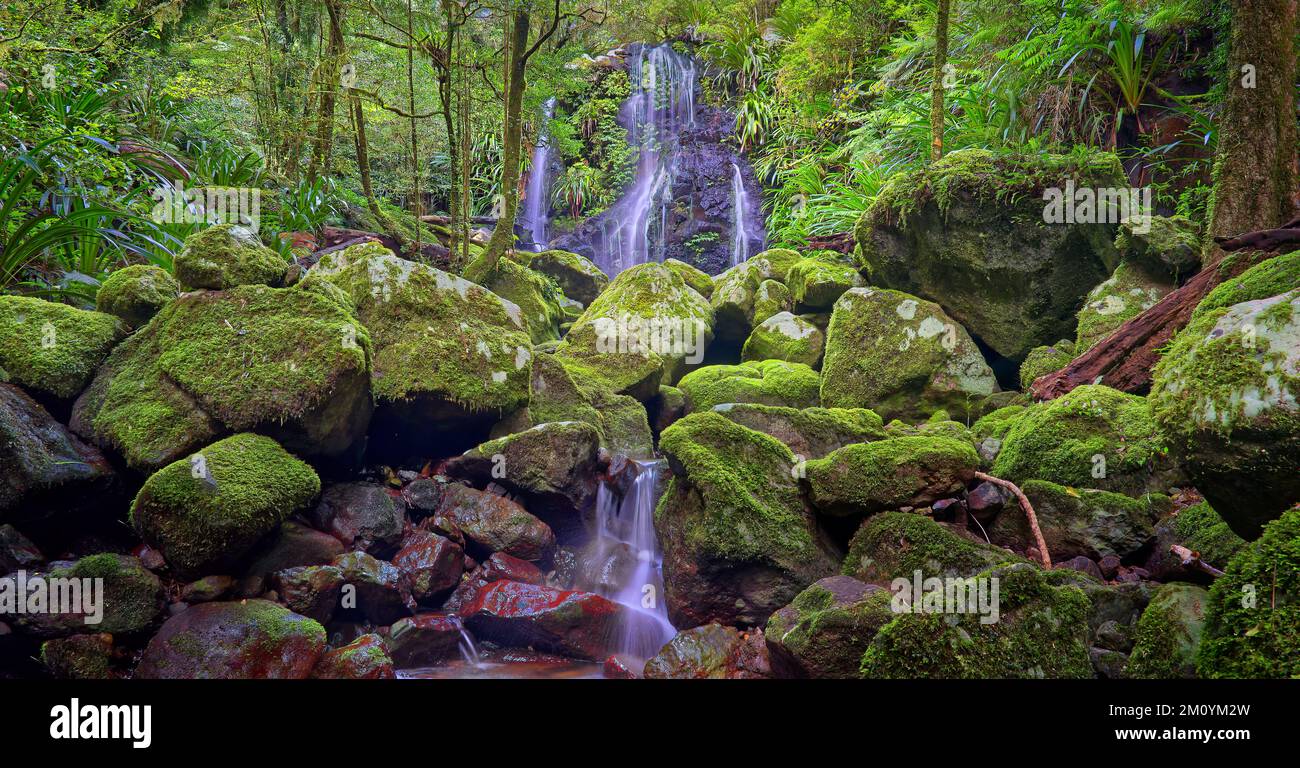 Chutes d'Elabana, cascade de la forêt tropicale au parc national de Lamington, Queensland, Australie Banque D'Images