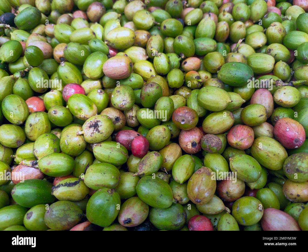 Grains de café rouges et verts. La différence entre les grains de café de haute qualité et de qualité moyenne Banque D'Images