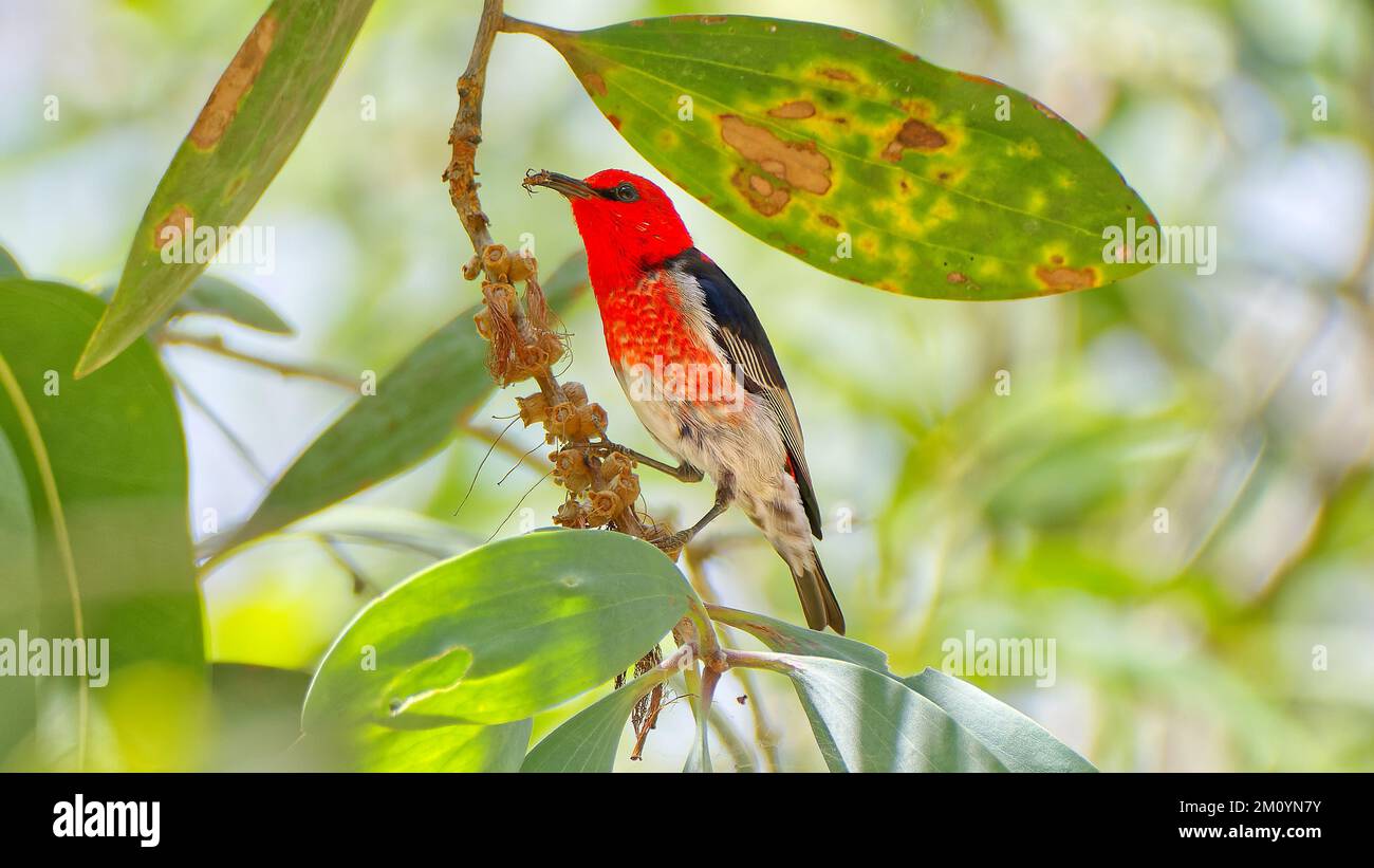 Un homme de la myzomela honeyeater de Scarlet se nourrissant d'une araignée dans un arbre d'eucalyptus à Hasties Swamp, Atherton Tablelands, Cairns, Queensland, Australie Banque D'Images