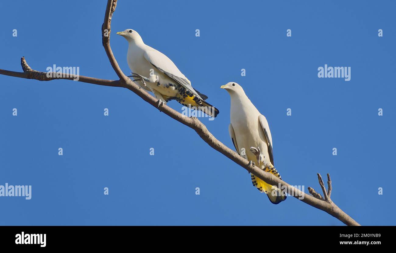 Des pigeons impériaux Torresiens sur une branche contre le ciel bleu à Cairns, Queensland, Australie Banque D'Images