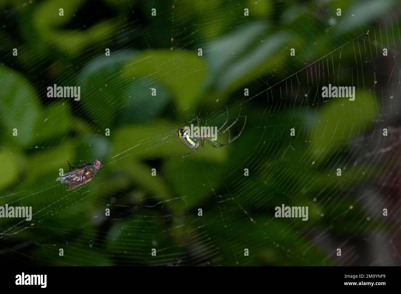 Une araignée Orchard Orbweaver (Leucauge venusta) avec proie Banque D'Images