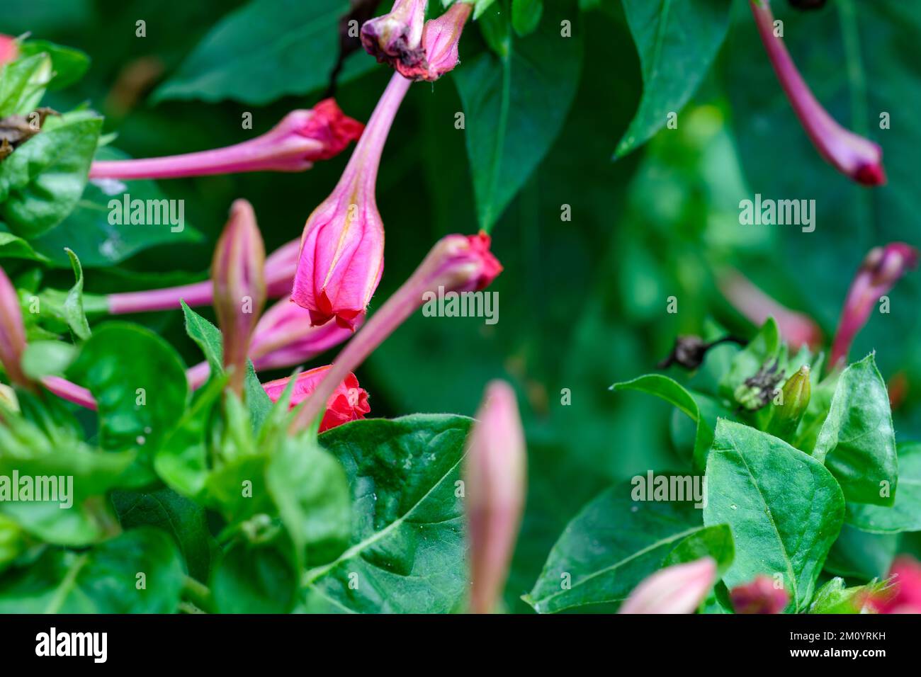 Un gros plan de fleur de mirabilis rose Banque D'Images