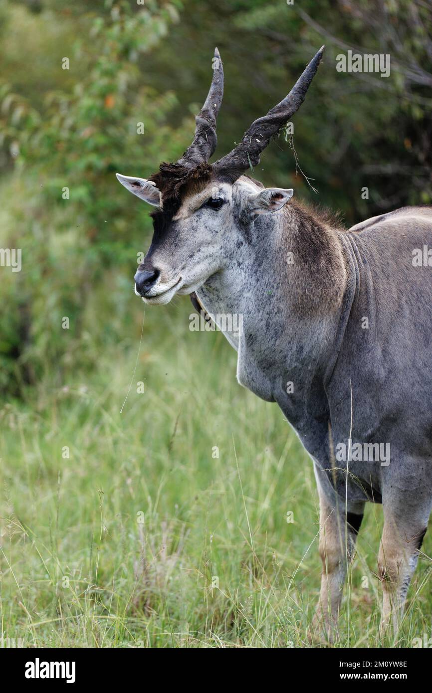 Un cliché vertical de la commune (Taurotragus oryx) marchant sur l'herbe verte dans le Masai Mara, Kenya Banque D'Images