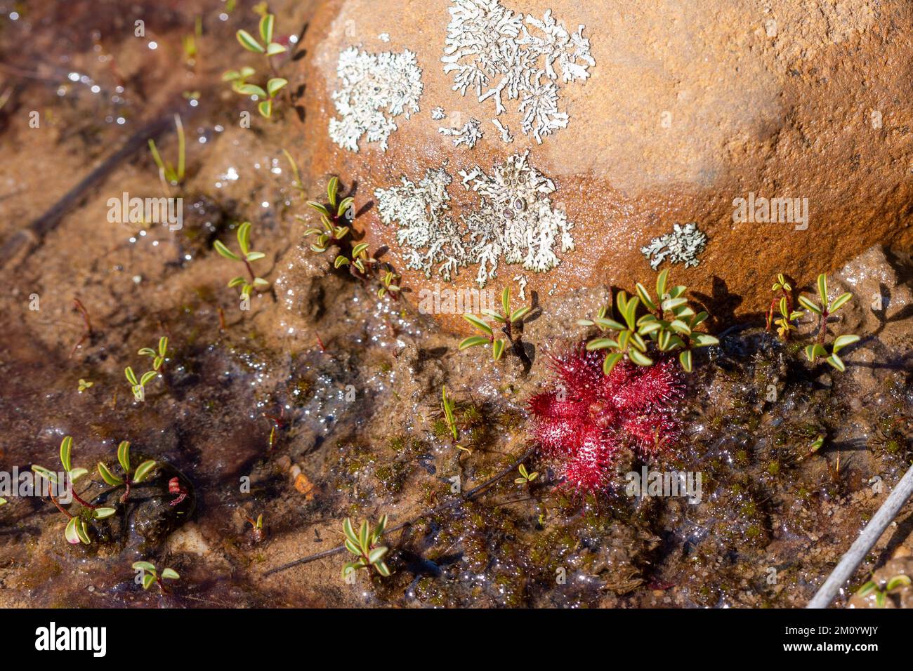 Drosera trinervia poussant sur des roches presque pures dans les montagnes de Cederberg Banque D'Images