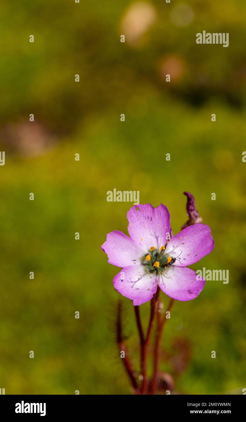 Macro d'une fleur rose du Sundew Drosera cistiflora pris dans l'habitat naturel, le copyspace et le fond de bleuissement Banque D'Images