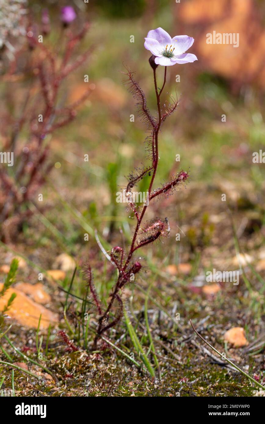 Vue latérale de la flore rose Drosera cistiflora pris dans l'habitat naturel dans le nord de Cederberg en Afrique du Sud Banque D'Images