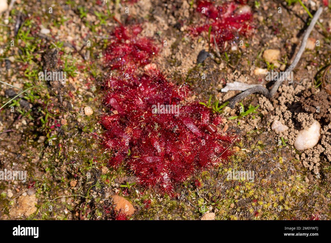 Drosera trinervia vue le long du col de Pakhuis dans les montagnes du nord de Cederberg Banque D'Images