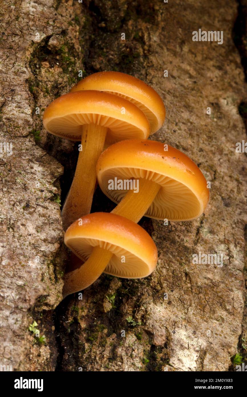 Mushroom d'automne, Enoki (Flammulina velutipes ) Un éclat de soleil dans les bois d'hiver, l'orange vif du champignon de la tige de velours est un plaisir pour beho Banque D'Images