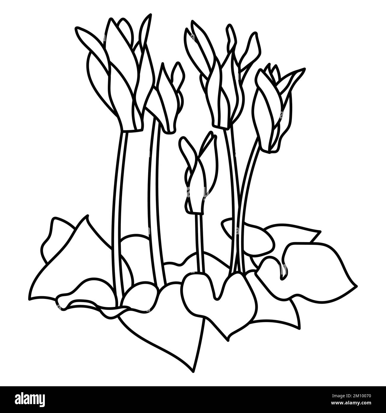 Fleurs de cyclamen dessin de ligne noir et blanc. Contour vectoriel minimaliste monochrome illustration florale de plantes d'hiver. Illustration de Vecteur